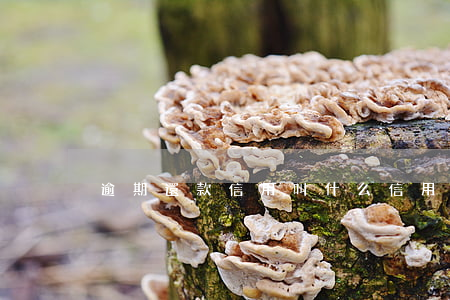 逾期還款信用叫什么(信用卡有逾期貸款)