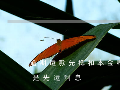 逾期還款先抵扣本金嗎(逾期貸款先還本金還是先還利息)