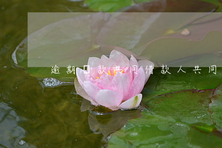 逾期還款共同借款人(共同還款人征信有逾期)