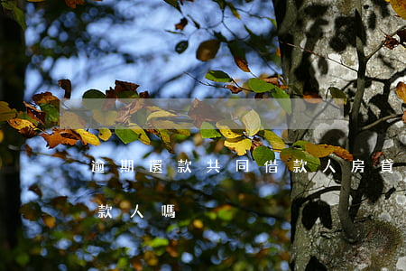 逾期還款共同借款人(房貸逾期會通知共同還款人嗎)