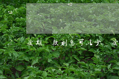 逾期還款利息可以少嗎(逾期還款利息可以少嗎)