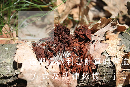逾期還款利息計算時間(逾期還款利息的計算方式及法律依據(jù))
