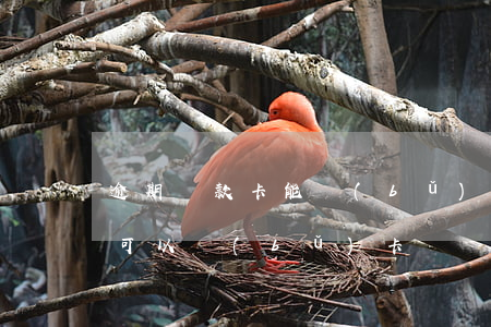 逾期還款卡能補(bǔ)辦嗎(信用卡逾期了可以補(bǔ)卡嗎)