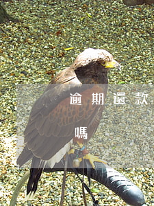 逾期還款后一直顯示逾期(最近還款日是逾期嗎)