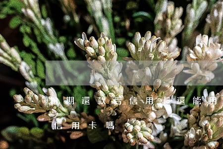 逾期還款后信用卡還能用嗎(逾期還清還能用信用卡嗎) 逾期還款后信用卡還能用嗎(逾期還清還能用信用卡嗎)