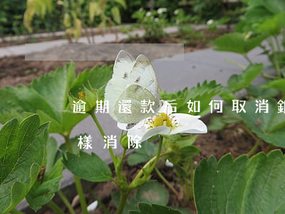 逾期還款后如何取消(銀行貸款逾期還款后怎樣消除)