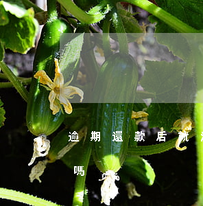 逾期還款后就沒事了嗎(逾期還款后還能貸款嗎)