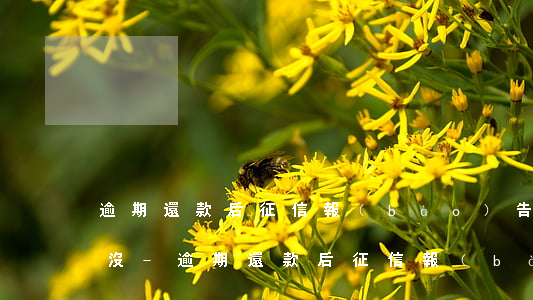 逾期還款后征信報(bào)告有還款記錄沒-逾期還款后征信報(bào)告有還款記錄沒有