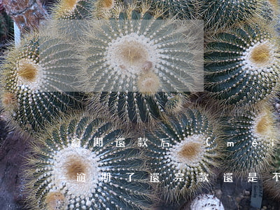 逾期還款后沒(méi)花唄了(為什么花唄逾期了,還完款還是不能用)
