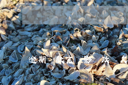 逾期還款完會影響政審(欠款影響政審嗎)