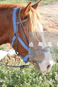 逾期還款幾次上征信