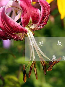 逾期還款情況說(shuō)明書(shū)(貸款逾期情況說(shuō)明書(shū)怎么寫(xiě))