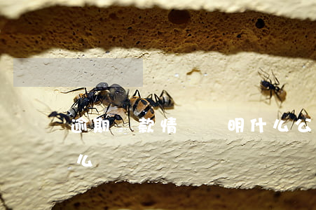 逾期還款情況說明什么(公司逾期還款說明怎么寫)