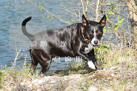 逾期還款應(yīng)優(yōu)先償還罰息(逾期還款罰利息)