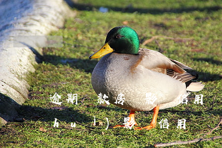 逾期還款房貸影響信用嗎(房貸逾期多久會(huì)影響信用)