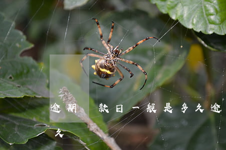 逾期還款日一般是多久(逾期還款日一般是多久)