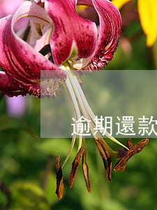 逾期還款日指的是哪一天