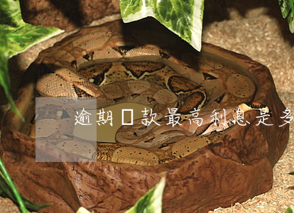 逾期還款最高利息是多少(逾期付款利息最高)