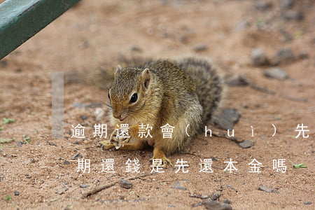 逾期還款會(huì)先沖本金嗎(信用卡逾期還錢是先還本金嗎)