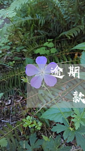 逾期還款會產(chǎn)生哪些費用(逾期還款會怎么樣)