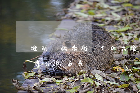 逾期還款未超過90天(逾期超過90天以上有什么后果)