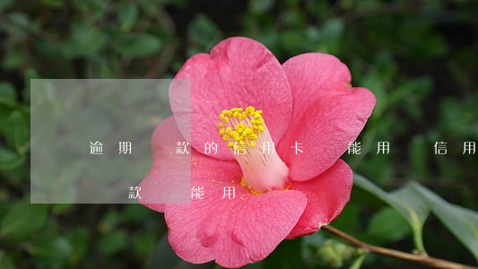 逾期還款的信用卡還能用嗎（信用卡逾期之后還款還能用嗎）