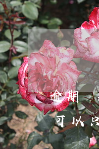 逾期還款的信用卡還能用嗎（那些信用卡逾期可以只還本金）