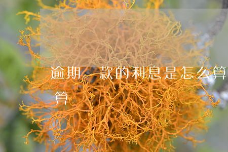 逾期還款的利息是怎么算(逾期還款利率怎么算)