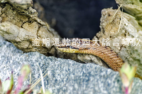 逾期還款的四大謠言(貸款逾期還款合理理由)