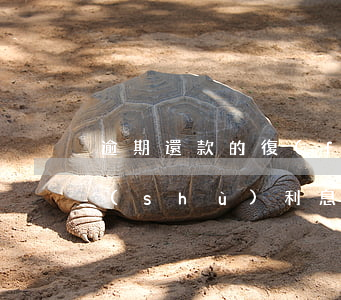 逾期還款的復(fù)利計(jì)算基數(shù)(利息復(fù)利的計(jì)算公式)