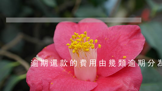 逾期還款的費用由幾類(逾期分為幾類)