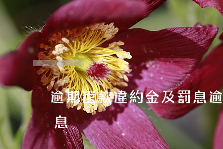 逾期還款違約金及罰息(逾期還款違約金及罰息)