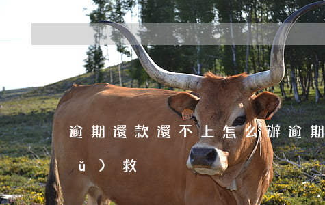 逾期還款還不上怎么辦(逾期還款如何補(bǔ)救)