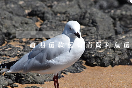 逾期還款還有消費利息(還款逾期幾年能消)