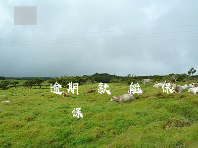 逾期還款還能當保證人嗎(有逾期還能幫別人擔保嗎)