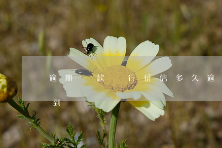 逾期還款銀行征信多久(逾期后征信多久能查到)