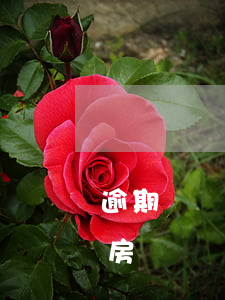 逾期還沒還怎么貸款(逾期還沒還怎么貸款買房)