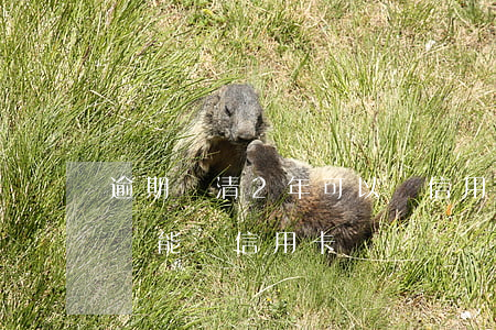 逾期還清2年可以辦信用卡么上海(逾期兩次還能辦信用卡嗎)