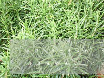 逾期還清一年后花唄可用(花唄逾期1天后還清了是不是就沒(méi)事了)