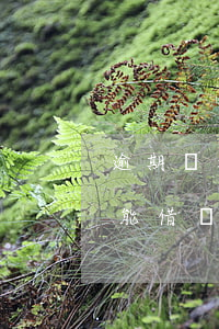逾期還清借唄會有什么影響(借唄逾期還清還能借嗎)