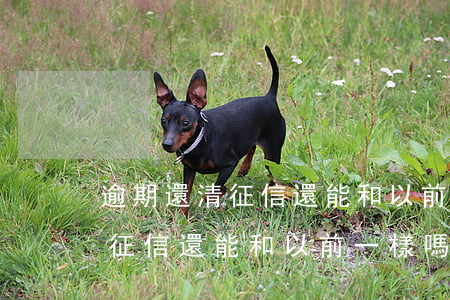 逾期還清征信還能和以前一樣嗎-逾期還清征信還能和以前一樣嗎怎么查