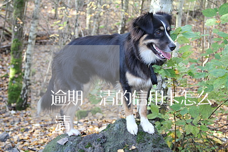 逾期還清的信用卡怎么處理（信用卡逾期年底清賬）