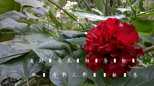 逾期還清花唄能買房貸款嗎-花唄逾期后全部還清影不影響貸款買房