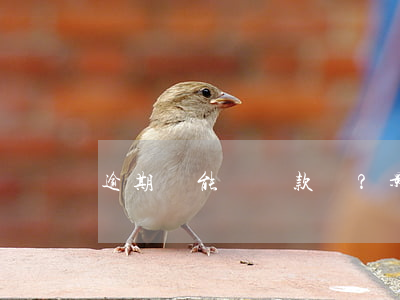 逾期還能辦貸款嗎？影響及解決方法全解析
