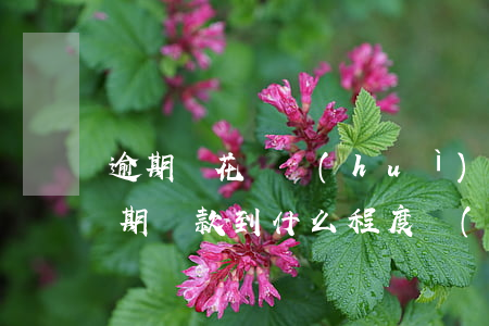 逾期還花唄會(huì)影響征信嗎(花唄逾期還款到什么程度會(huì)影響個(gè)人征信)
