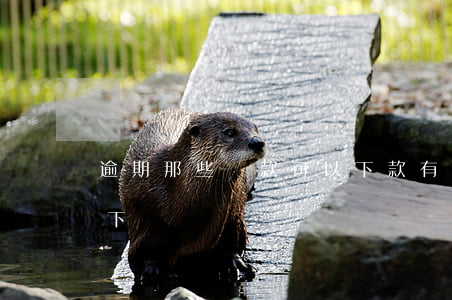 逾期那些貸款可以下款(有逾期貸款能不能貸下來)