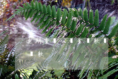 逾期重慶公積金貸款買房(重慶市住房公積金貸款)