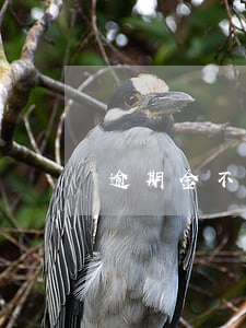 逾期金不還(金條逾期無力償還)