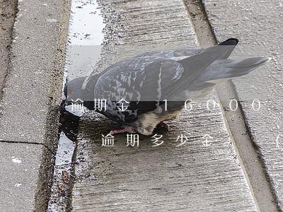 逾期金額16000會(huì)被起訴嗎-逾期多少金額會(huì)被起訴