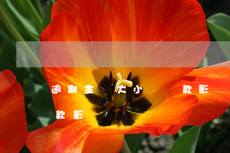 逾期金額大小對貸款影響(逾期金額大小對貸款影響)